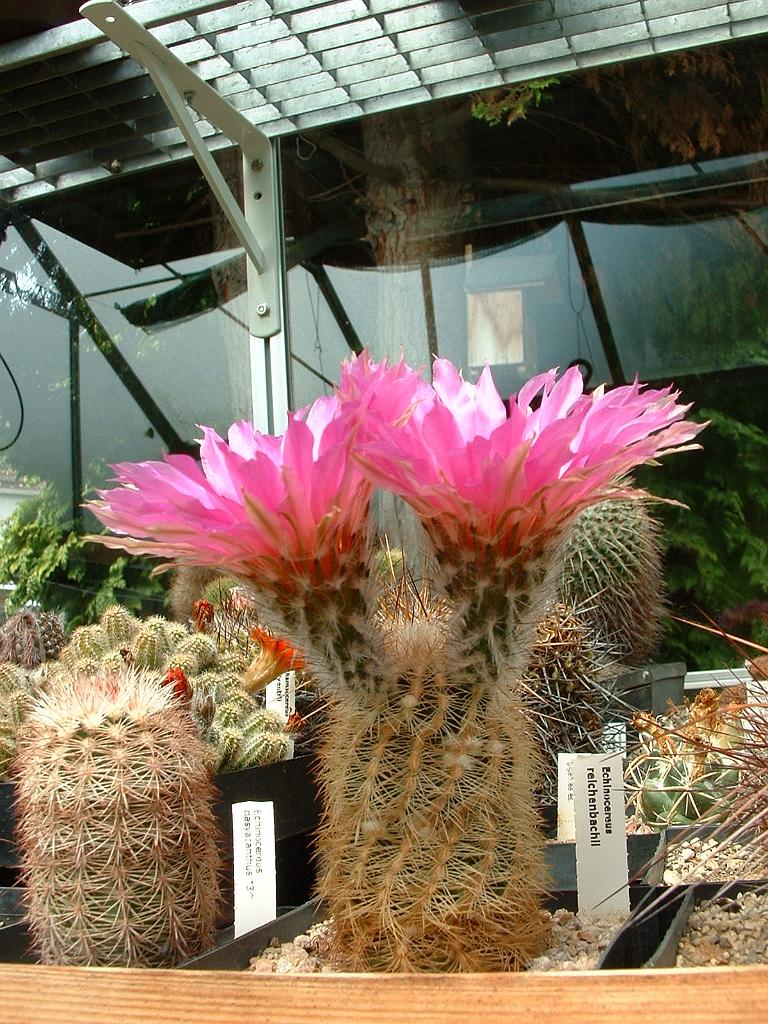 Echinocereus reichenbachii1.JPG